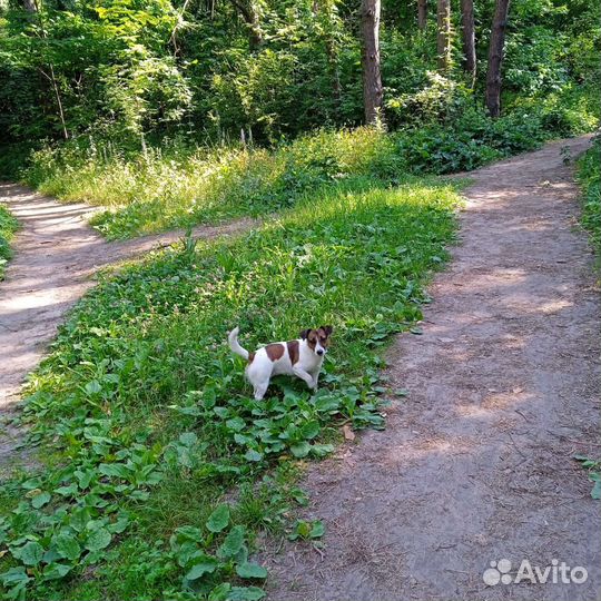Выгул собак