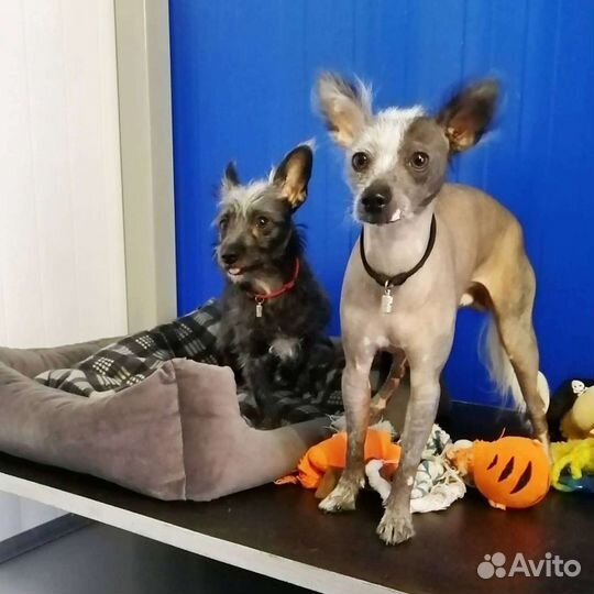 Зоогостиница, передержка собак и кошек