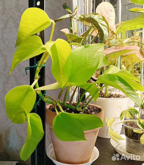 Растения - шеффлера герда, эпипремнум, фикус