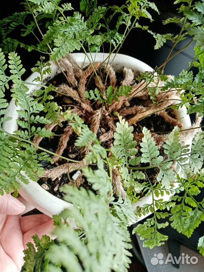 Сансевиерия. Папоротники. Драцена. Сциндапсус