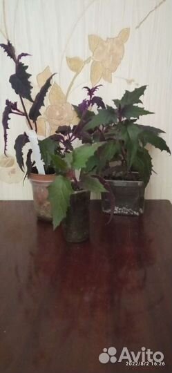 Сингониум, гинура, замиокулькас