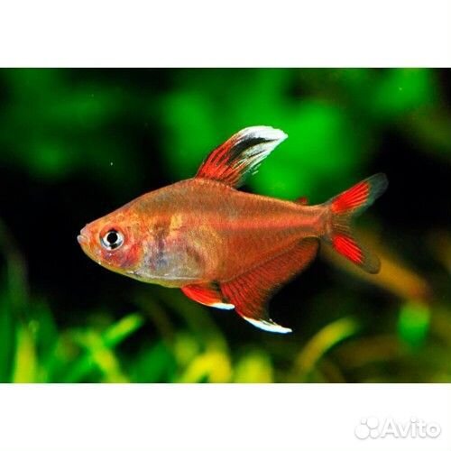 Орнатус белоплавничный