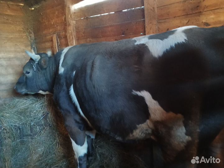 Бычки на мясо