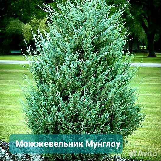 Можжевельник Мунглоу