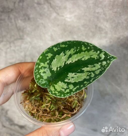 Сциндапсусы эпипремнумы