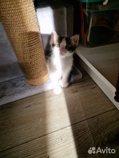 Котята ищут новый дом
