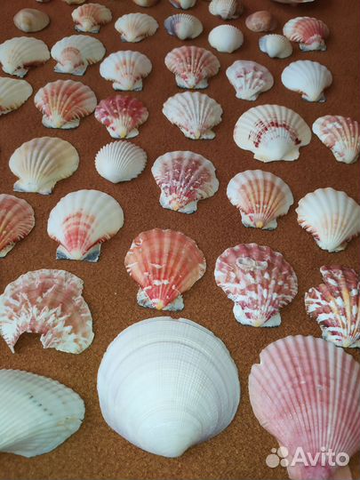 Морские ракушки