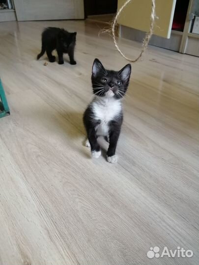 Котята ищут дом