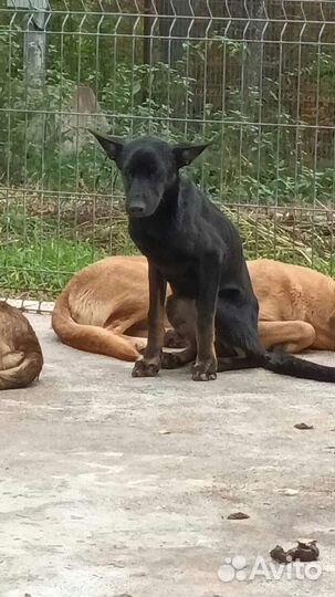 Отлов Именно у этого нет шансов