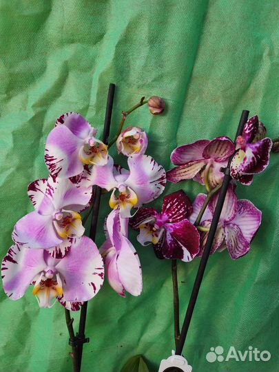 Орхидея фаленопсис