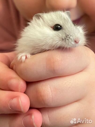 Джунгарский хомяк с клеткой