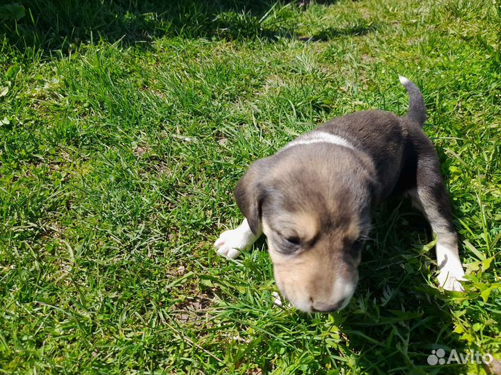 Щенки от русской гончей. Цена договорная