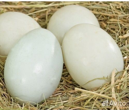 Яйца утинные на инкубацию