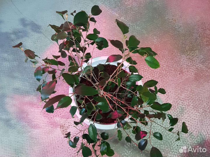 Фикус бенджамина