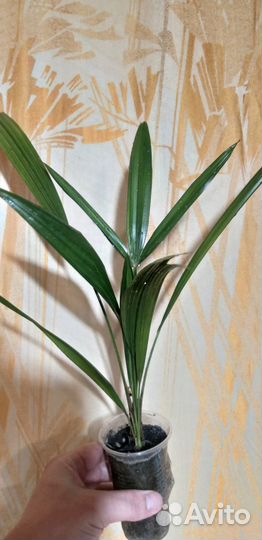 Пальма трахикарпус Форчуна Trachycarpus fortunei