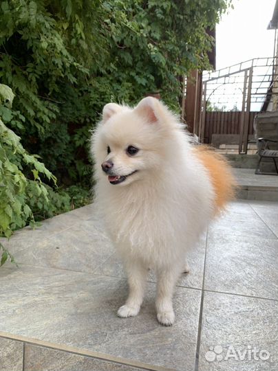 Зоогостиница. Передержка домашних животных