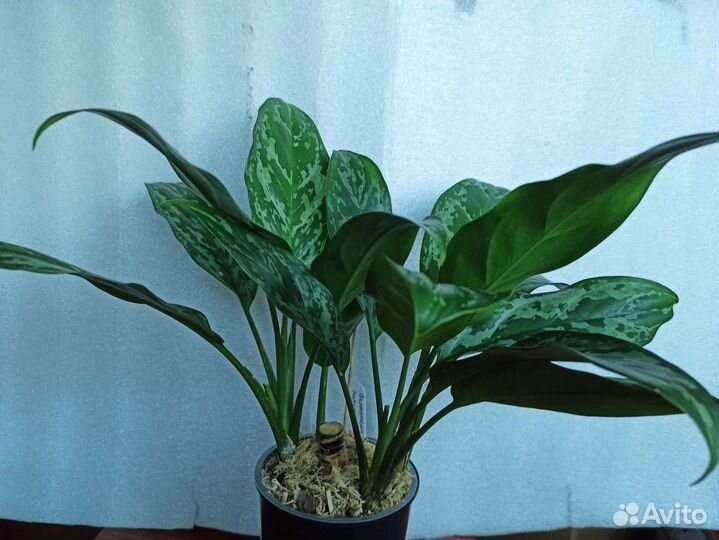 Комнатные цветы. Аглаонемы