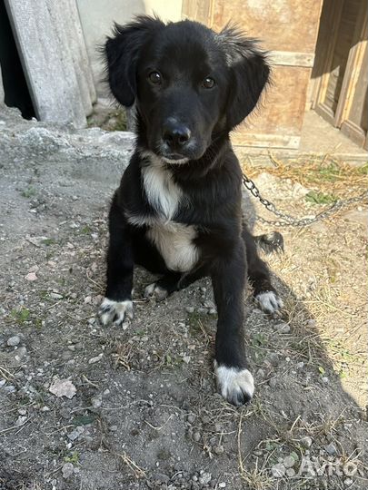 Собака в добрые руки маленькая порода