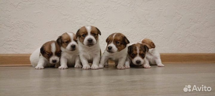 Щенки джек рассел терьер