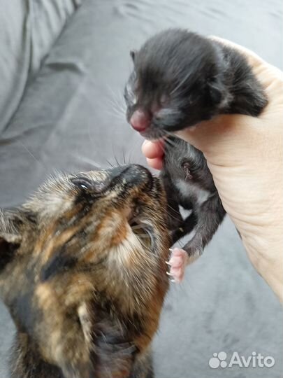 Бронь на котят от лесного кота