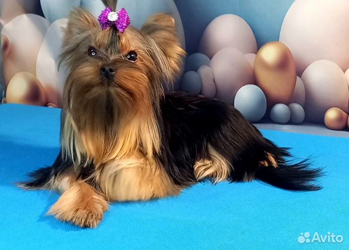 Йорк девочка мини РКФ