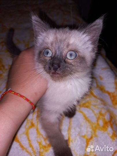 Сиамская кошечка