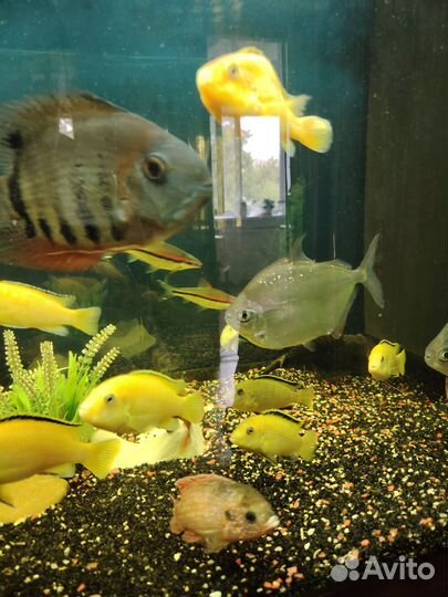 Аквариумные рыбки