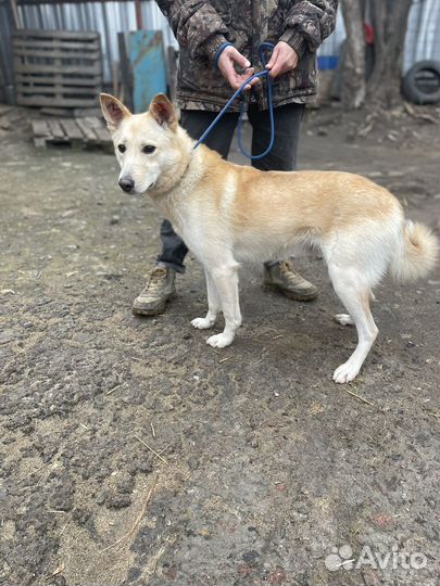 Собака в добрые руки