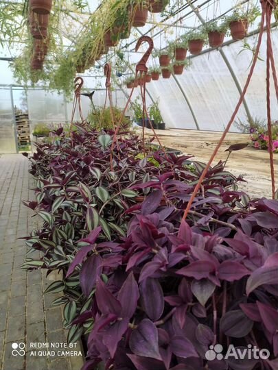 Комнатные растения. Бегония рекс, хойя, толстянки