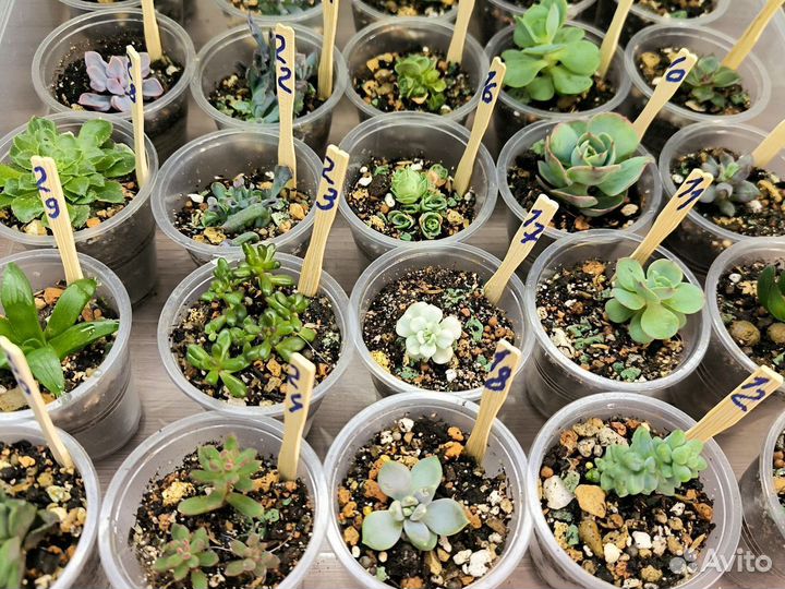 Суккуленты