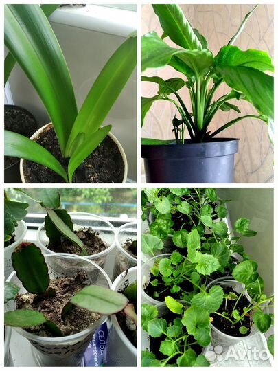 Комнатные цветы