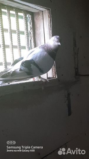 Бойные такла таджики