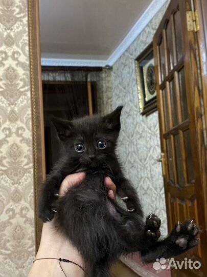 Кошки в добрые руки