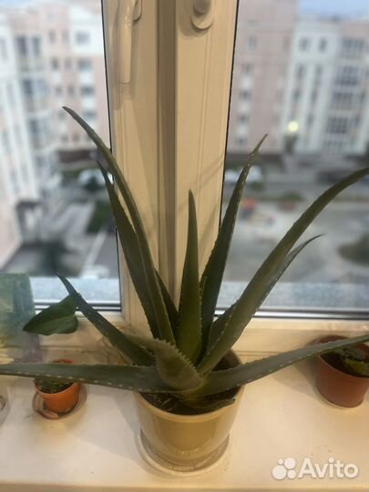 Алоэ