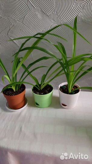 Хлорофитум