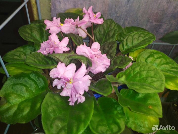 Фиалки сортовые