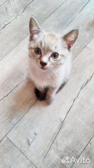 Девочки-котята, порода охос азулес