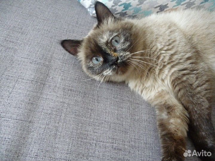 Кошка