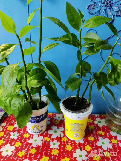 Педилантус