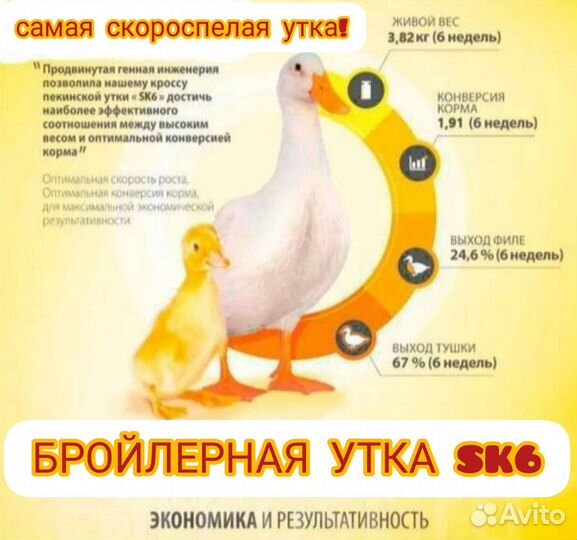 Утята бройлерные Sk-6 оптом и в розницу
