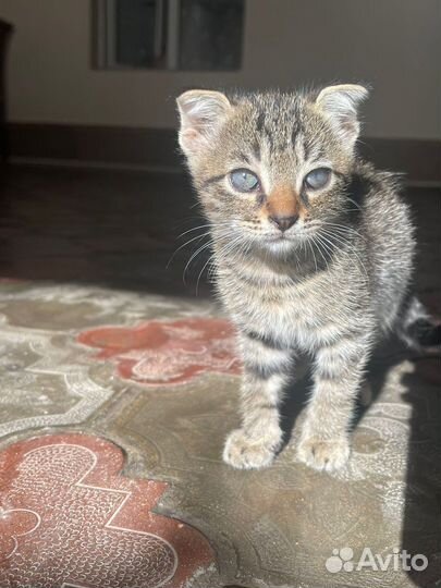 Американский керл котята