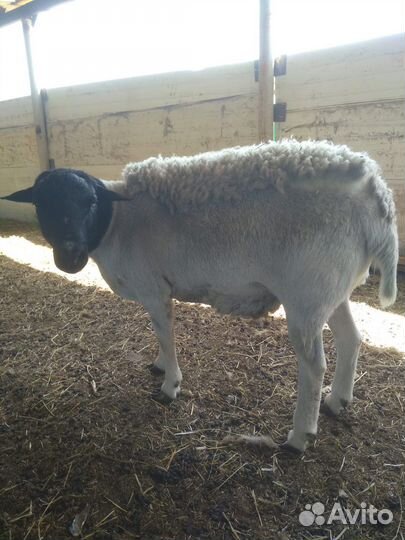 Баран Дорпер