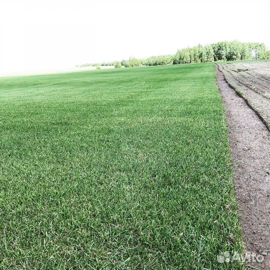 Газон трёхлетний