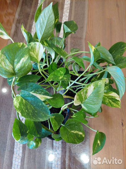 Эпипремнум Золотистый