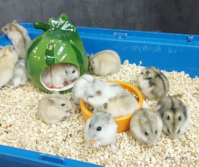 Джунгарские хомяки