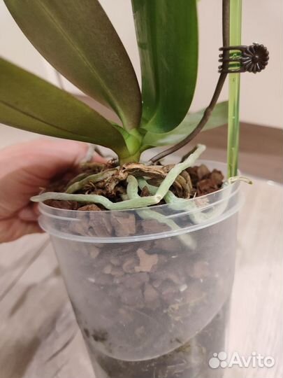 Орхидея фаленопсис