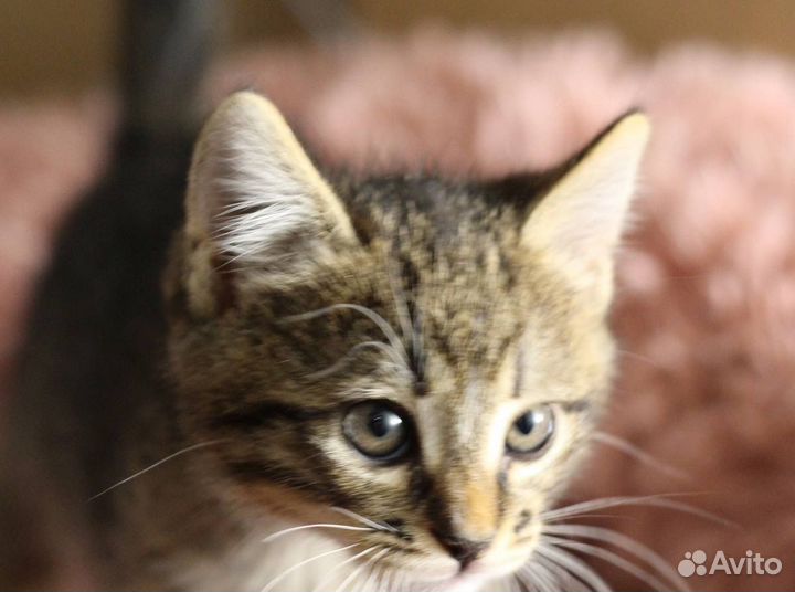 Котенок очень милый