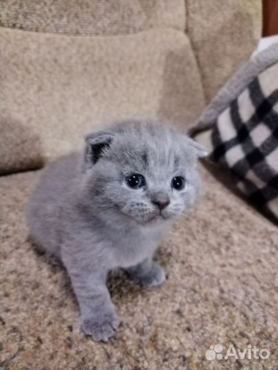 Шотландские вислоухие котята