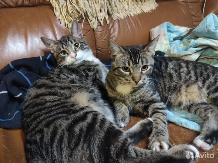 Кошка, 7 мес