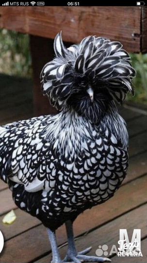 Инкубационное яйцо кур